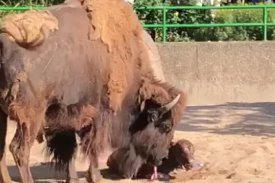 Das Bison-Junge im Kölner Zoo wurde vor den Augen der Zuschauer geboren.