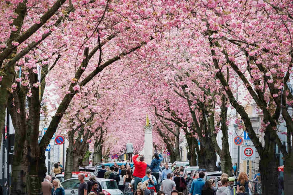 Die prächtige Kirschblüte vor wenigen Tagen in Bonn.