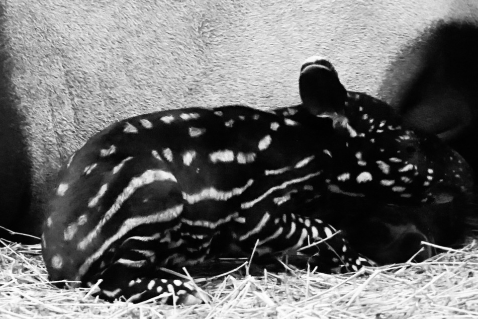 Der kleine Tapir war nur fünf Tage alt geworden.