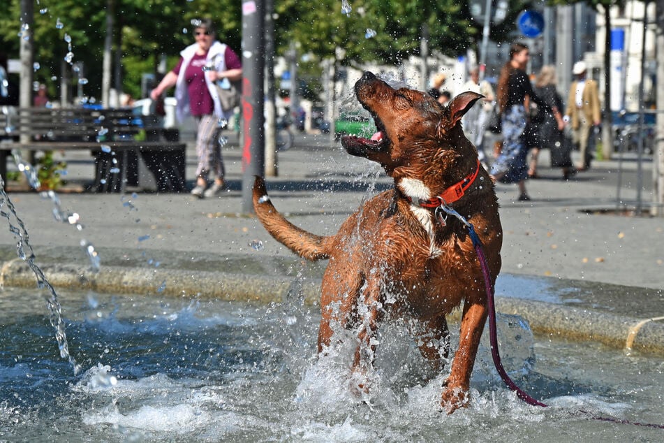 Auch wenn dieser Hund sich in einem öffentlichen Springbrunnen in Leipzig vergnügt, ist das Baden in Springbrunnen weder für Mensch noch für Tier erlaubt.