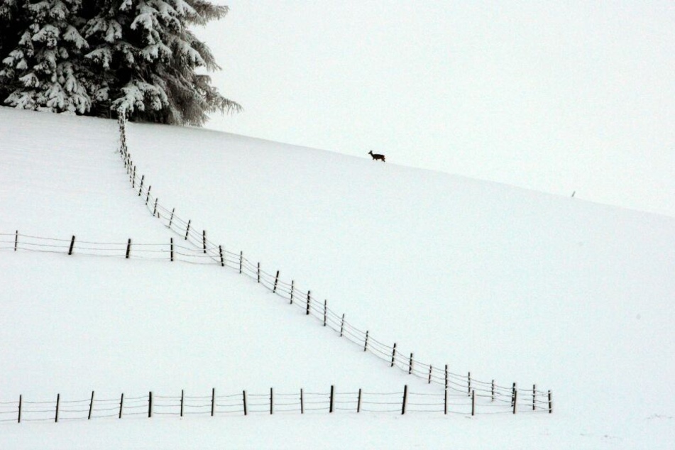 Durch den Schneefall am Alpenrand sind viele Wildtiere bei der Futterversorgung auf den Menschen angewiesen.