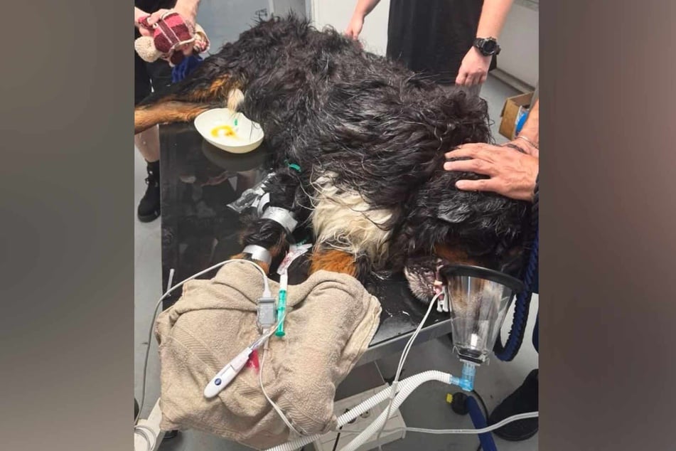Der Berner Sennenhund musste nach seinem Hitzekollaps stundenlang behandelt werden.