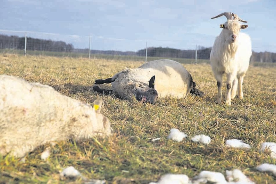Der Ziegenbock überlebte den Angriff, er konnte fliehen. Sechs Schafe hatten nicht so viel Glück.