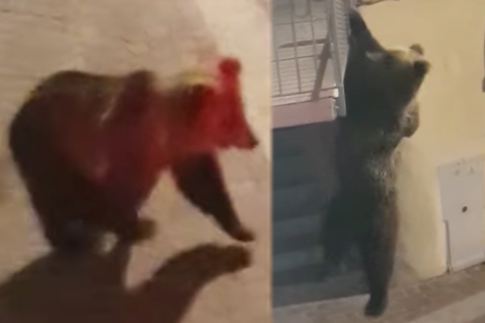 Bewohner trauen ihren Augen nicht, als dieses Tier auf den Balkon klettert