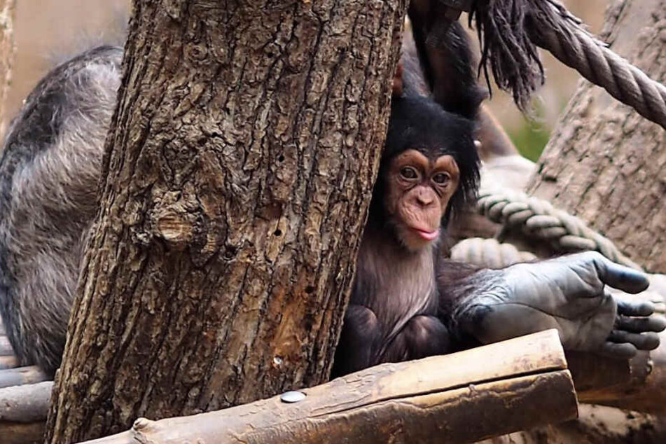 Wer guckt denn da so neugierig um die Ecke? Die kleine Youma wurde im März 2018 in Leipzig geboren.