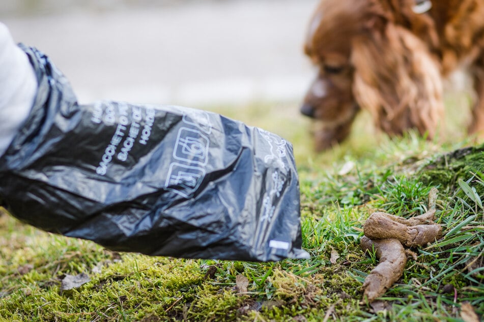 Hundekot wissentlich nicht einsammeln kostet in Frankfurt zukünftig 400 Euro.