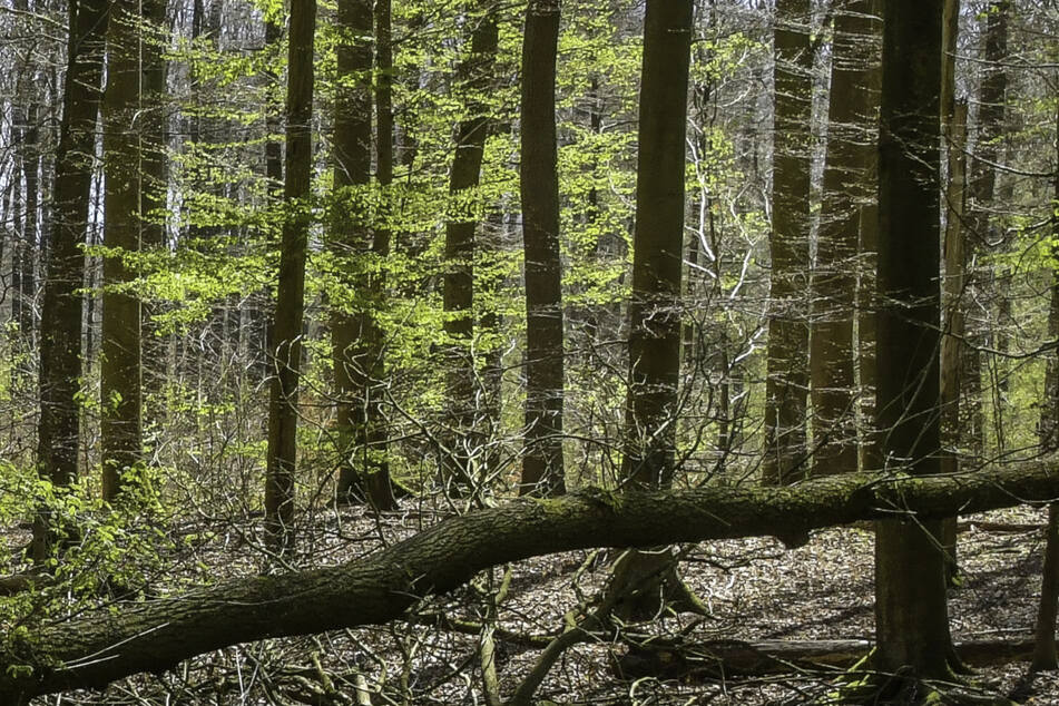 Spaziergänger haben einen Toten in einem Waldstück entdeckt. (Symbolbild)