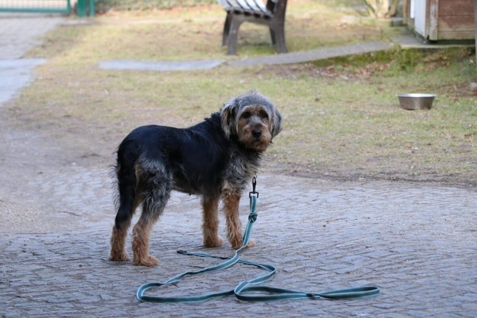 Bonnie kommt ursprünglich aus einem Tierheim in Bulgarien.