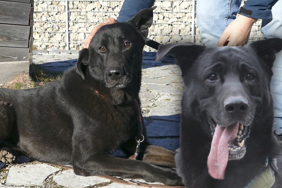 Schwarzer Schäferhund will kein "Ladenhüter" mehr sein: Wer gibt ihm eine Chance?