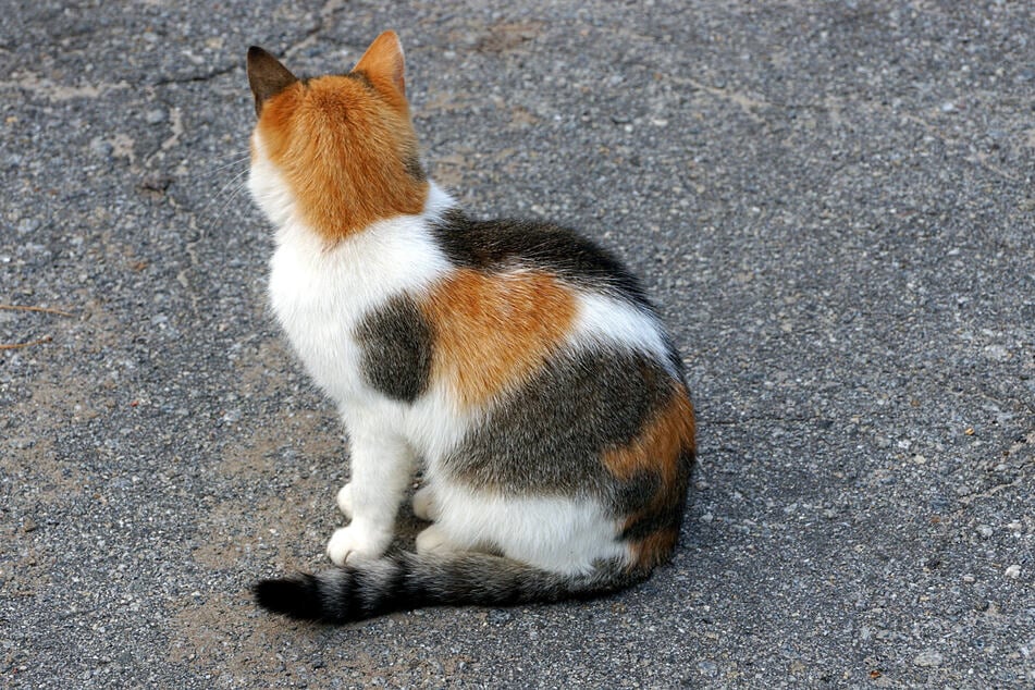 Dreifarige Katzen haben meist eine sehr hübsche Fellfärbung.