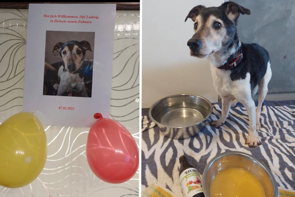 Hunde-Opi Ludwig kann sein Glück kaum fassen: Vierbeiner hat neue Pflegestelle gefunden!