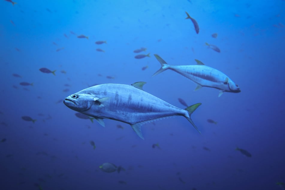 Tuna are some of the biggest and most extraordinary fish out there.
