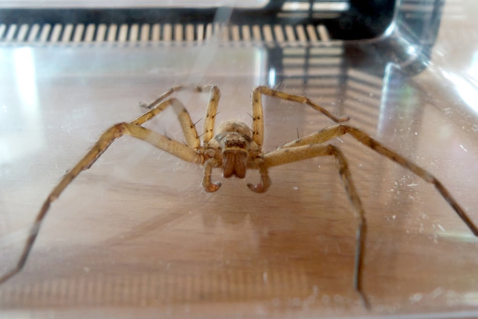 Riesenkrabbenspinnen (Foto) machen Goliath-Vogelspinnen Konkurrenz als "größte Spinne der Welt".
