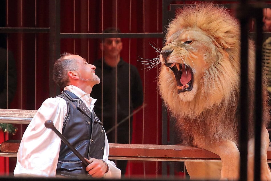 Die Löwen sind unter Führung von Denny Montico zurück!