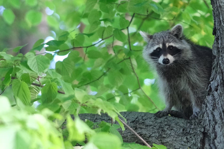 Leipzig: Fuchs, Marder und Co.: Welche Wildtiere tummeln sich eigentlich in Leipzig?