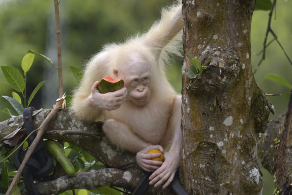 Eigentlich sollte die weiße Orang-Utan-Dame Alba schon in diesem Sommer zurück in den Regenwald.