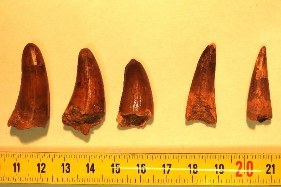 Seltener Fund: Zöllner haben bei der Kontrolle eines Expressgut-Lieferwagens mehrere große Dinosaurierzähne entdeckt.