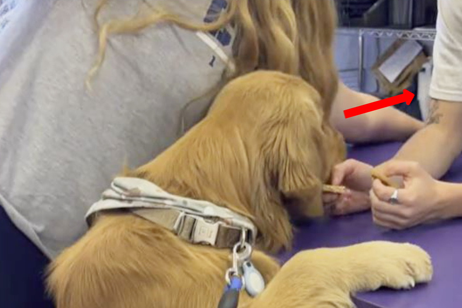 This Golden Retriever is usually all about treats – but when he saw the dog behind the counter, he was smitten!