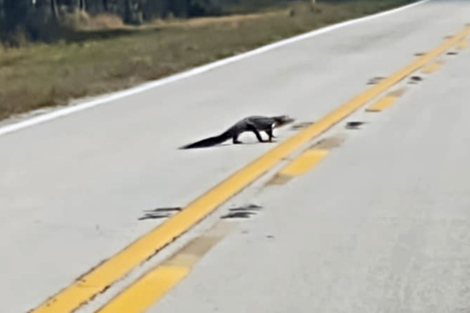 Ein kleiner Alligator watschelte in Florida über die Straße.