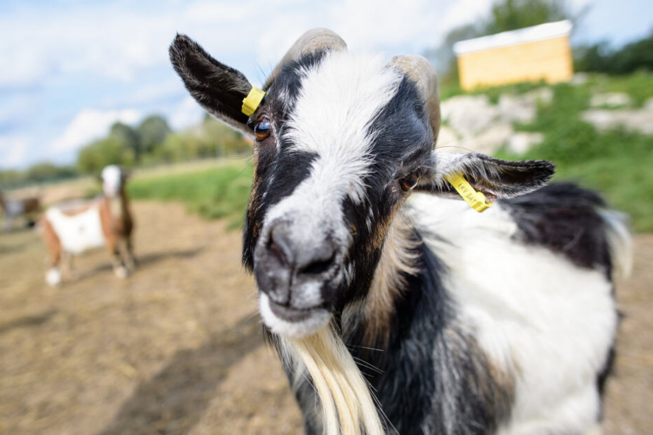 Ziegenbock "Hui Buh" blickt auf seinem Freigehege auf dem Gnadenhof Gut Streiflach in die Kamera.