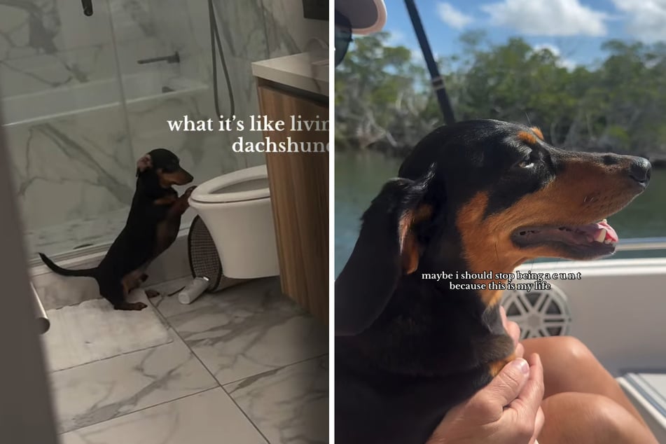 Jako žena, když vidí, co její pes dělá v koupelně, okamžitě začne natáčet.