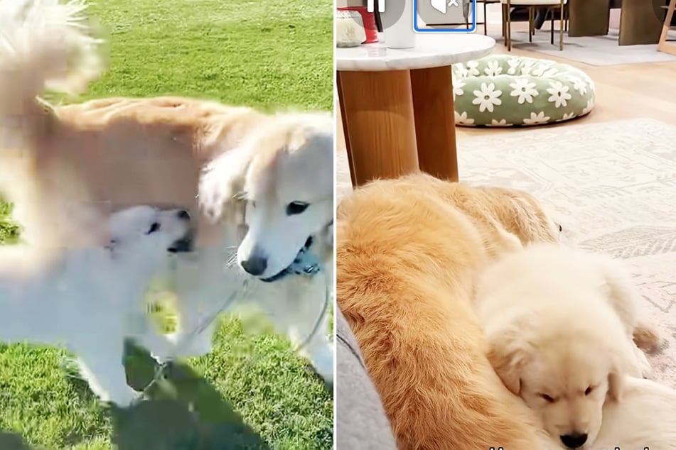 Glücklicherweise entstand zwischen den beiden schließlich doch noch eine Freundschaft.