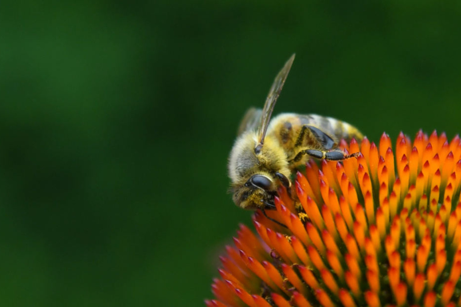 Vor allem das Entstehen von "grünen Wüsten" ohne blühende Pflanzen macht Bienen zu schaffen. (Symbolbild)