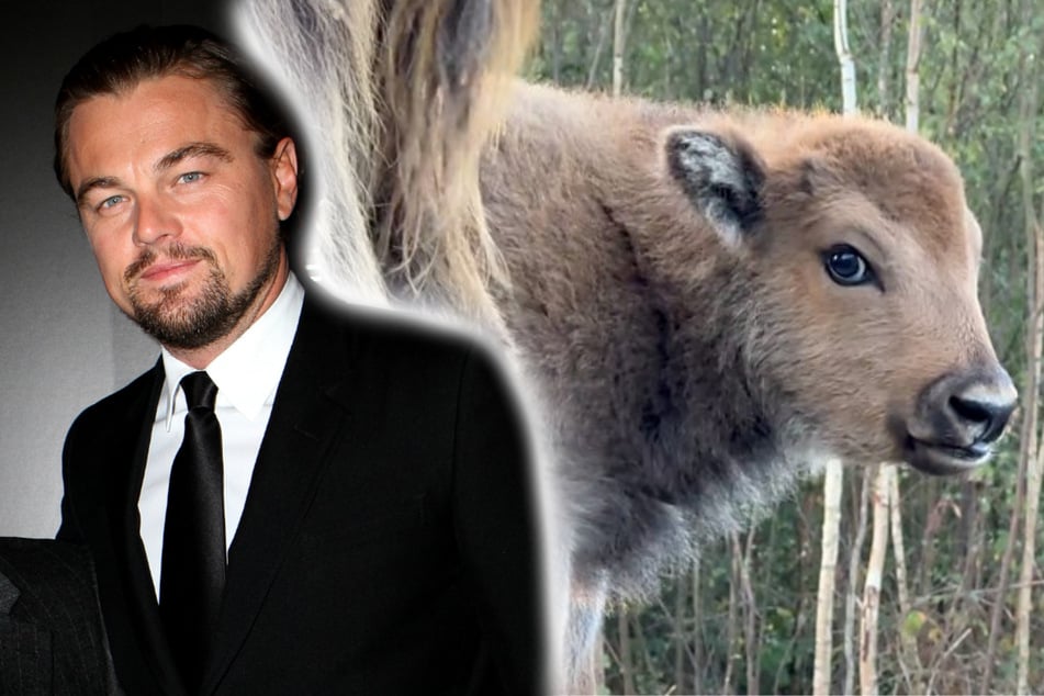 Leonardo DiCaprio überglücklich: Dieses Tier ist wieder da!