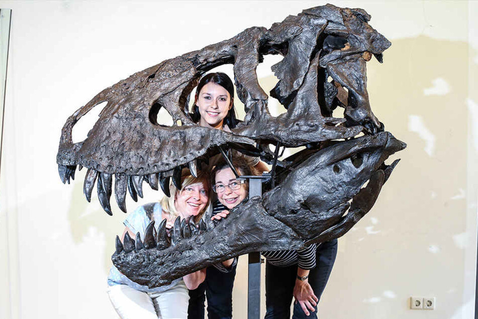 Hinter dem Schädel von T. rex Tristan können sich viele kluge Köpfe verstecken, z.B. die Museums-Mitarbeiter Carolin Brinner (29, o.), Sabine Dittrich (45, u.l.) und Cornelia Wiesener (55).