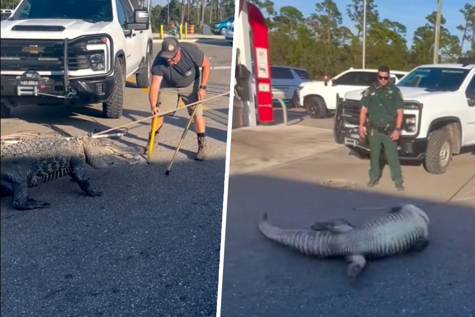 Wrestling vor Supermarkt: Shoppingtour von Alligator rabiat beendet