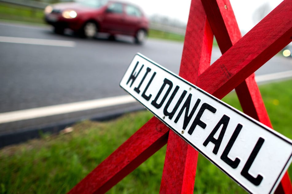 Polizei Thüringen klärt auf: So könnt ihr Wildunfälle verhindern