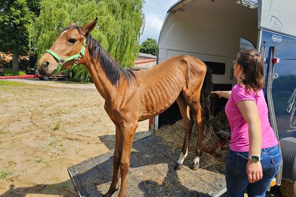 So viel Tierleid, wie bei diesem jungen Pferd, sehen die Tierretter zum Glück nur selten.