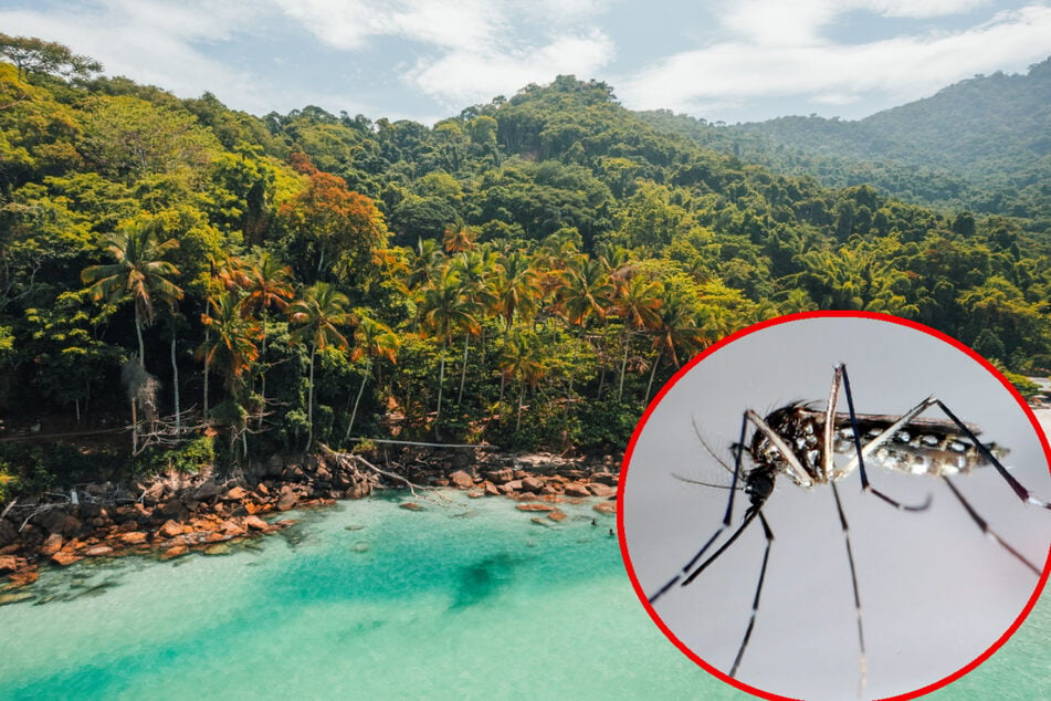 Dengue-Fieber auf dem Vormarsch: Was man im Urlaub nun beachten sollte