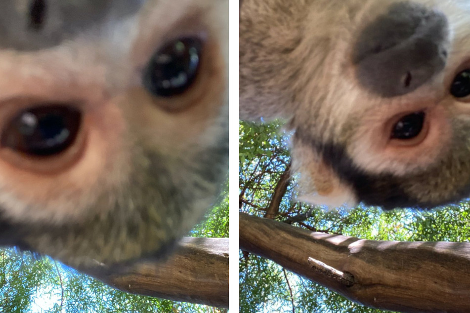 Pele the squirrel monkey needs to work on getting his whole face in the shot with his selfies!