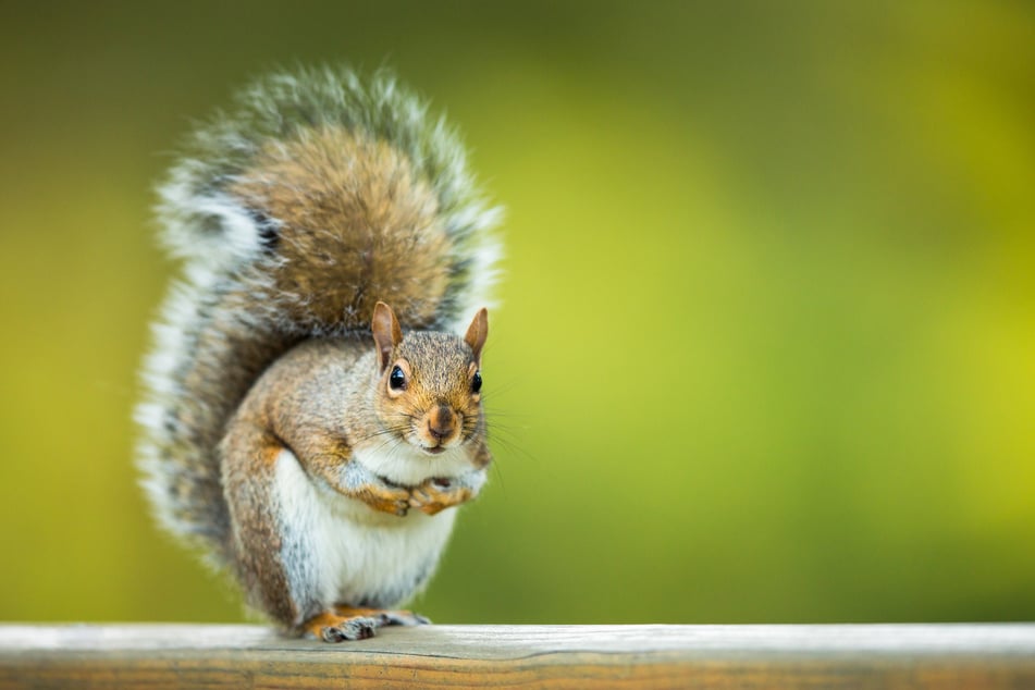 The bushy tailed rodents are great at climbing and are known for eating nuts.