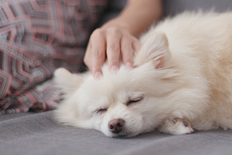 Für ein ruhigeres Gemüt brauchen Hunde genügend Pausen.