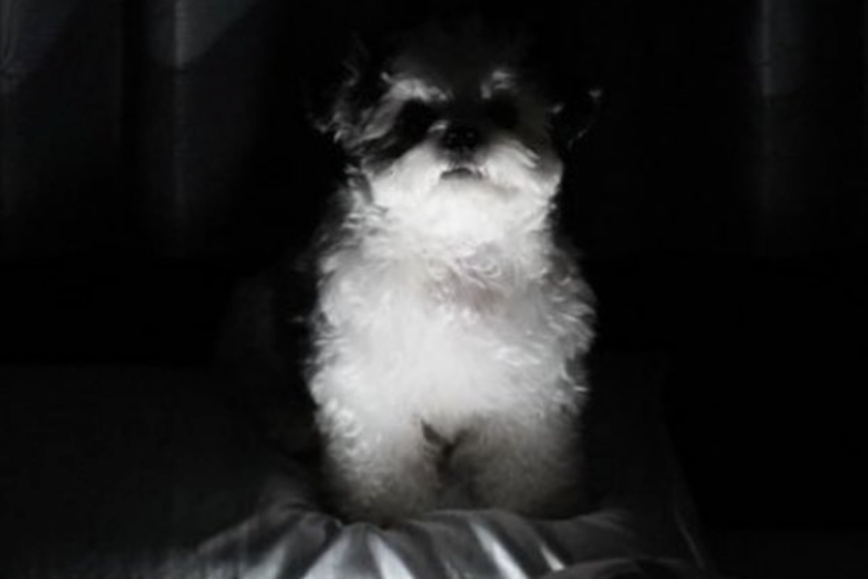 Usually this dog is a ball of cute fluff, but in the middle of the night, even she can look creepy!