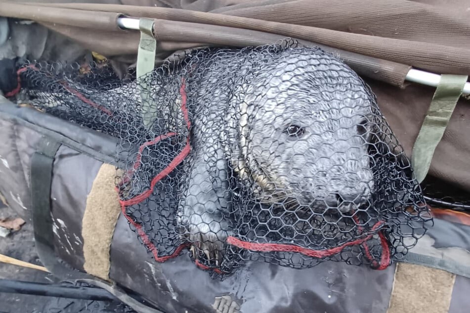 Eigentlich war die Robbe gerade selber am Fischen gewesen.