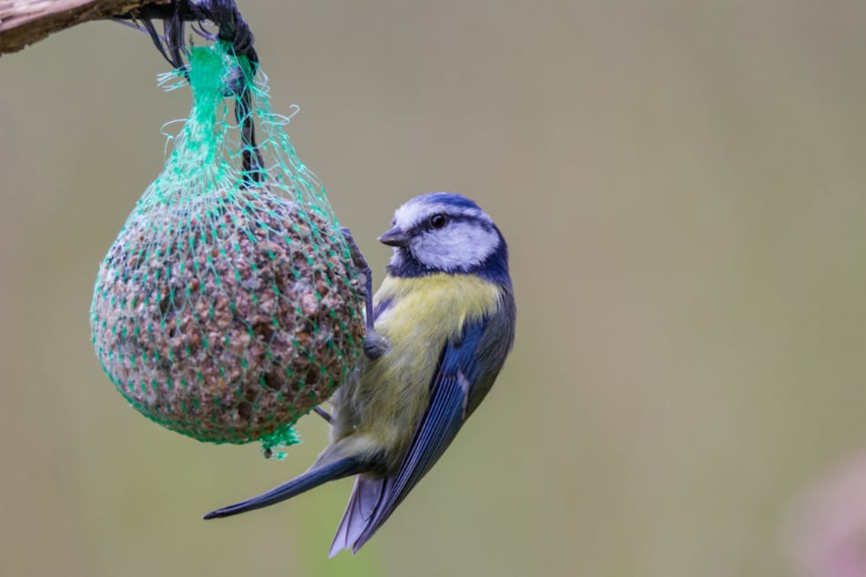 Im Tierpark Chemnitz werden Tassen-Meisenknödel gebastelt. (Symbolbild)