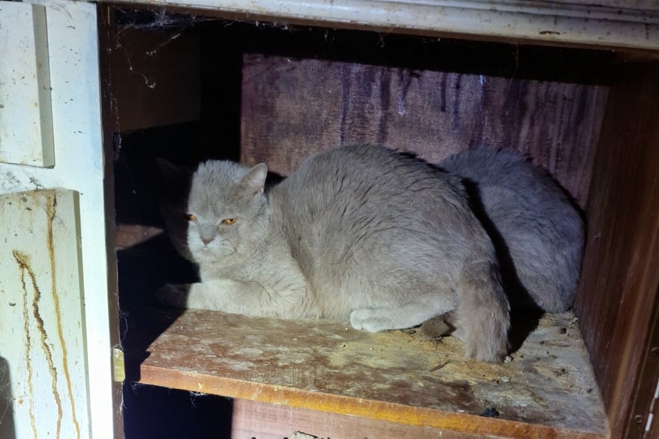 Die geretteten Katzen waren in einem schlechten Zustand.