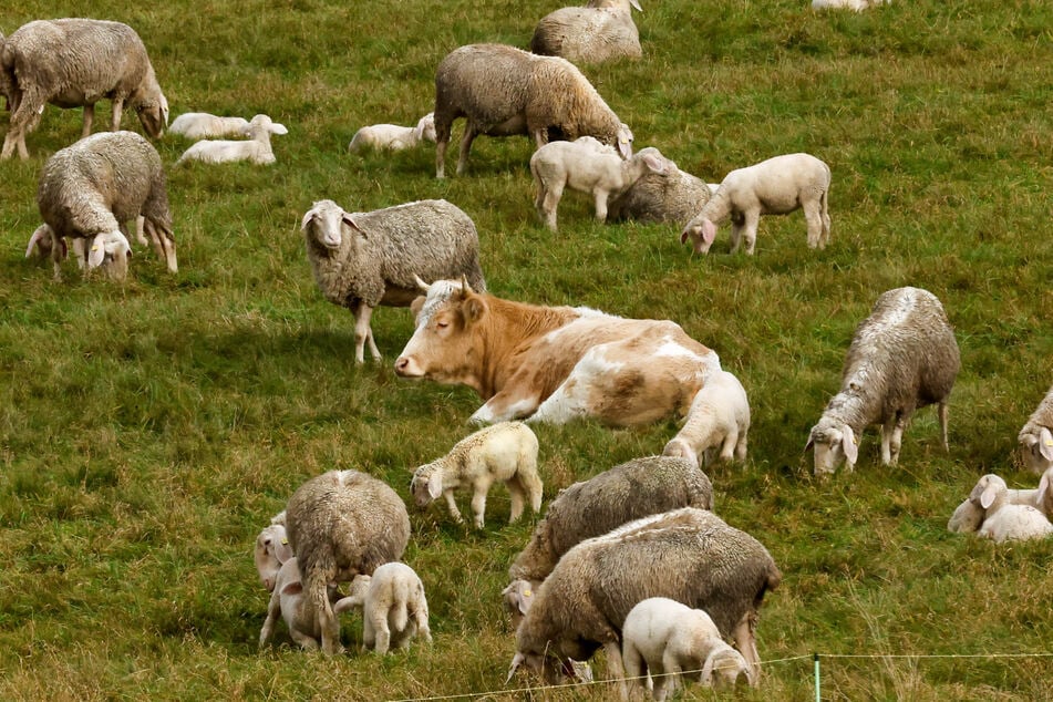 "Mücke" ha encontrado un hogar en un refugio de animales bajo una gran cantidad de ovejas.
