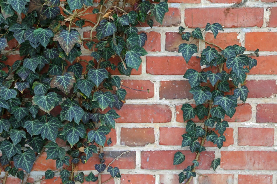 Efeu hat hierzulande einen schwierigen Ruf. Die immergrüne Pflanze bietet einiges an Nutzen, kann jedoch auch einige Probleme mit sich bringen.
