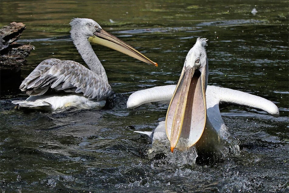 Alle verbliebenen Krauskopfpelikane mussten getötet werden. (Archivbild)
