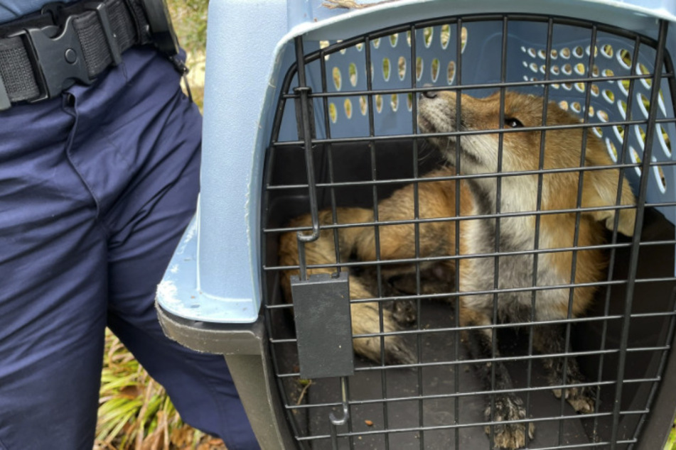 The US Capitol Police caught the fox Tuesday afternoon.