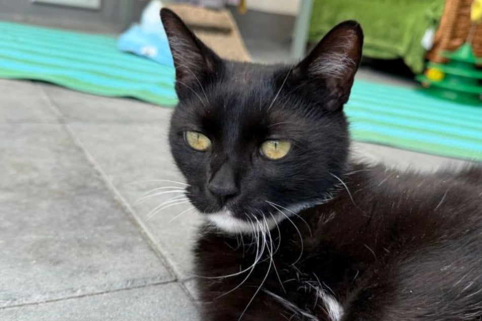 Der Kater ist verschmust, neugierig und liebt es, gekuschelt zu werden.