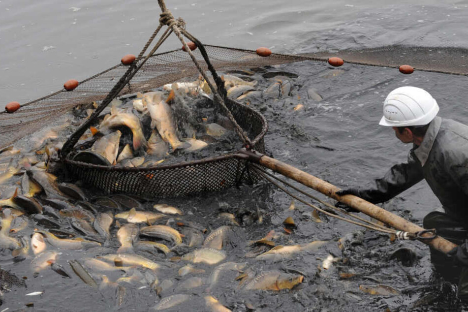 Kleinere Fangmengen schonen den Fischbestand, doch davon können kleine Fischer kaum leben.