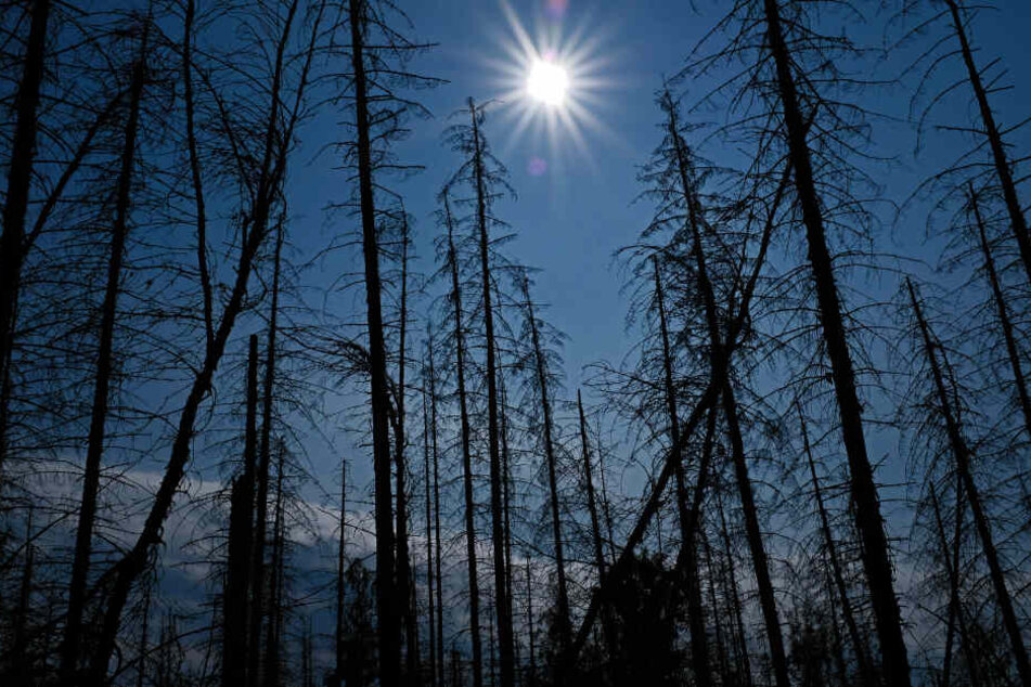 Stürme, Trockenheit und Borkenkäfer schädigen die Wälder erheblich.