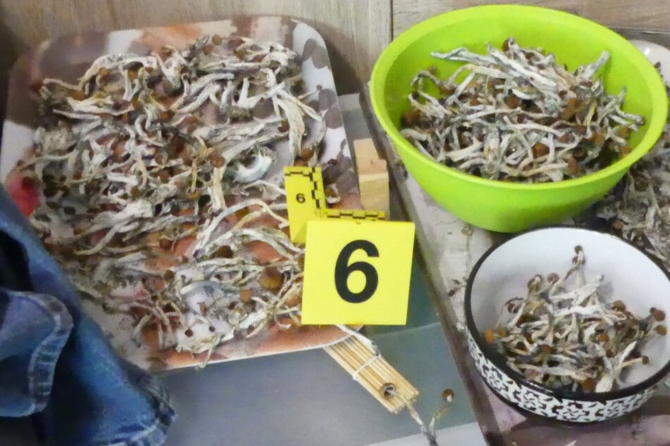 Gefährliche Psycho-Pilze im Kinderzimmer: Mutmaßlicher Drogen-Dealer in U-Haft