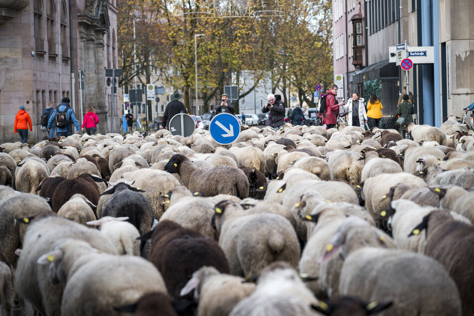 600 Schafe ziehen durch die Nürnberger Innenstadt, um vom Pegnitz Tal aus in ihr Winterquartier westlich der Stadt zu gelangen.