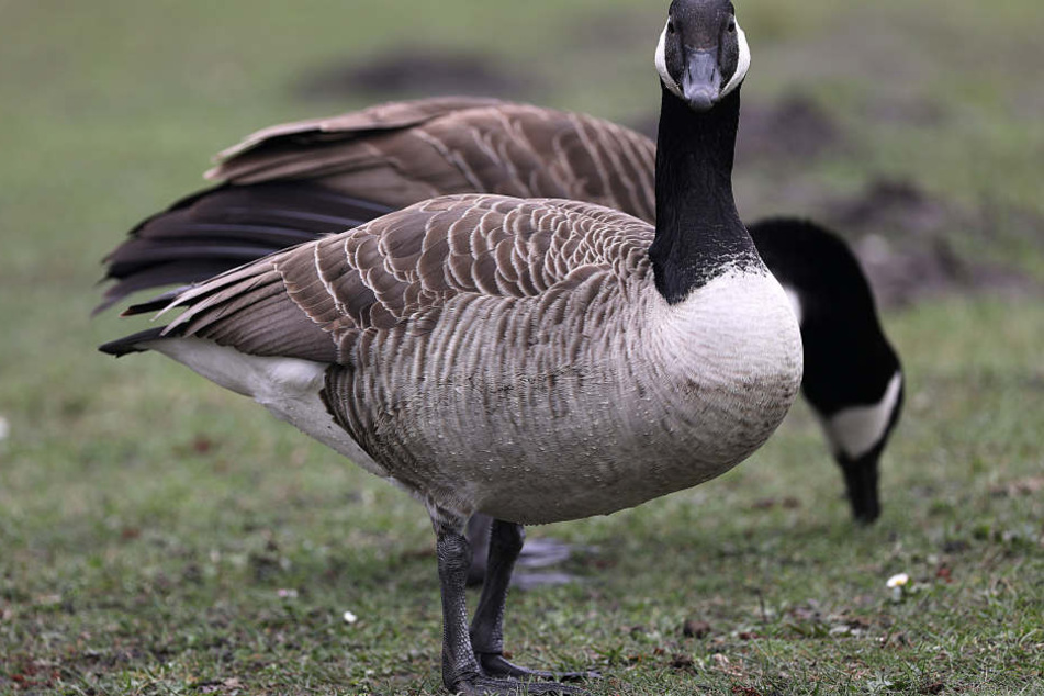 Ganz NRW ärgert sich über Wildgänse und den Kot, den die Tiere hinterlassen. (Symbolbild)